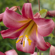 Azucena trompeta 'Pink Perfection'